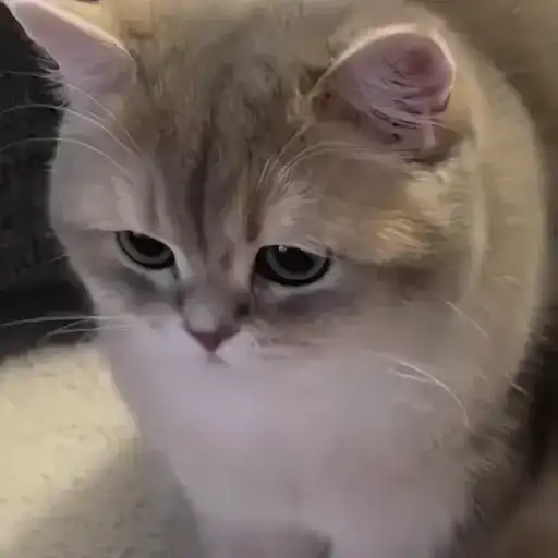 Sticker 🐈‍⬛️