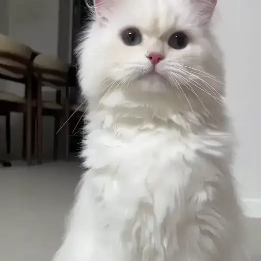 Sticker 🐈‍⬛️