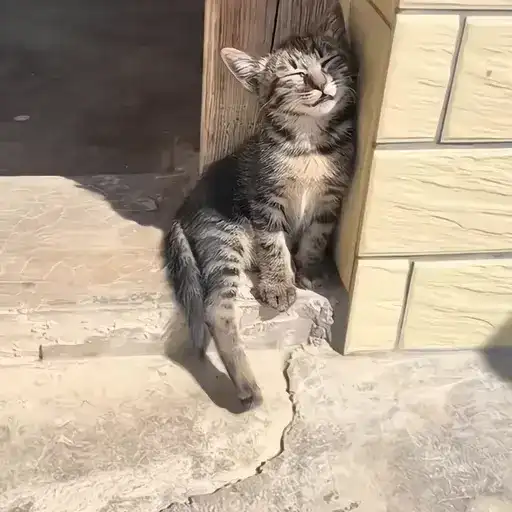 Sticker 🐈‍⬛️