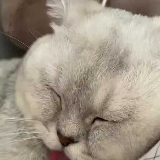 Sticker 🐈‍⬛️