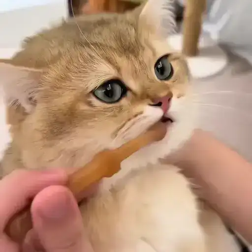 Sticker 🐈‍⬛️