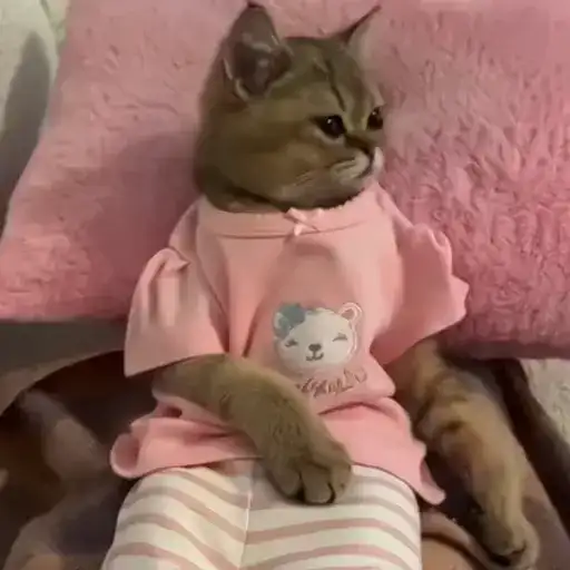 Sticker 🐈‍⬛️