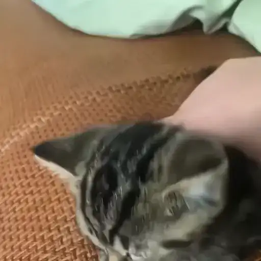 Sticker 🐈‍⬛️