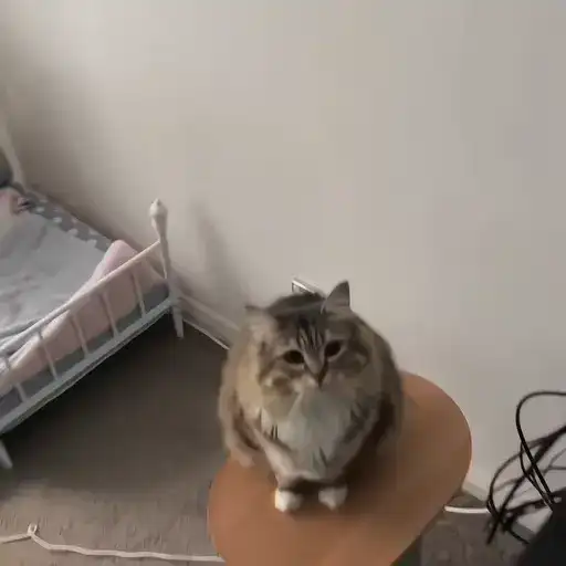 Sticker 🐈‍⬛️