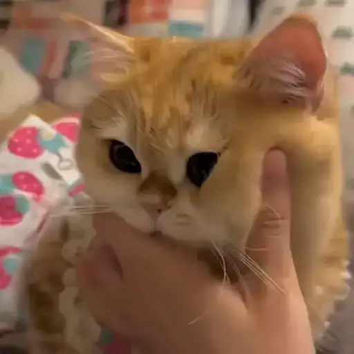 Sticker 🐈‍⬛️