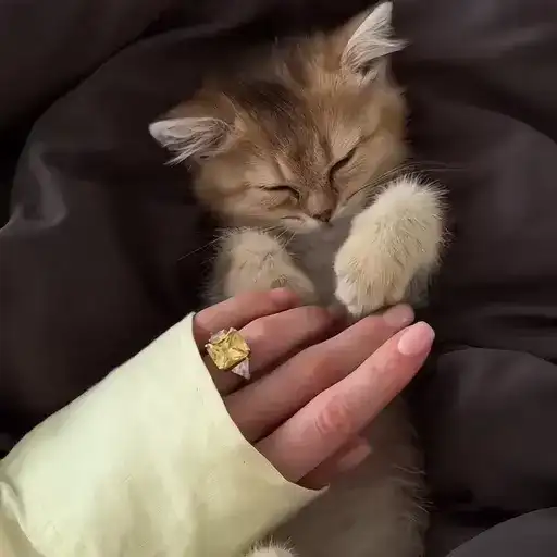 Sticker 🐈‍⬛️