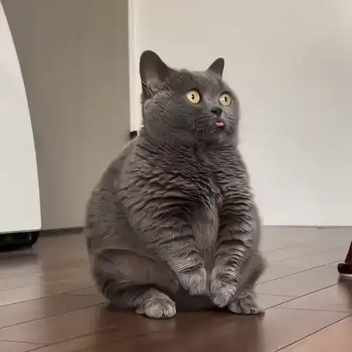 Sticker 🐈‍⬛️