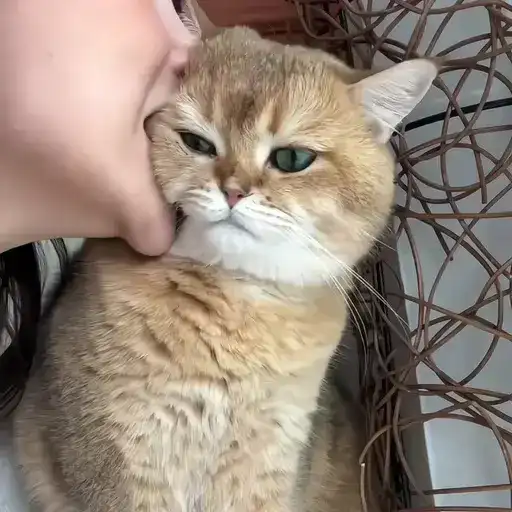 Sticker 🐈‍⬛️