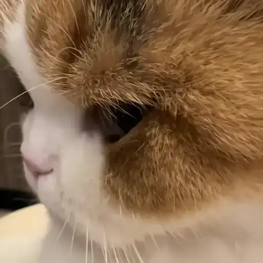 Sticker 🐈‍⬛️