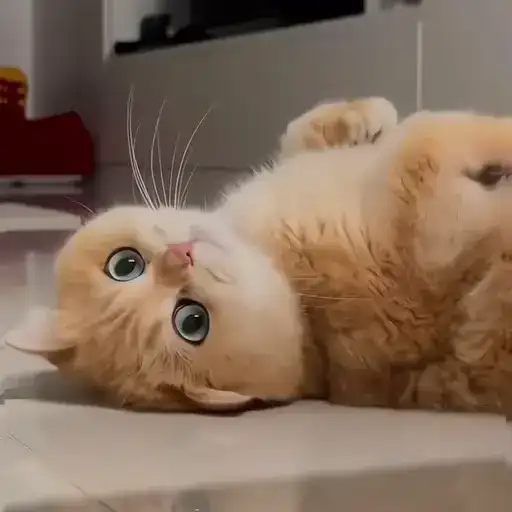 Sticker 🐈‍⬛️