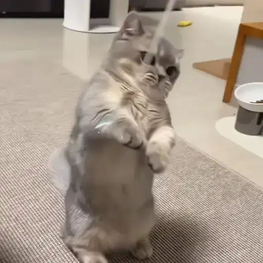 Sticker 🐈‍⬛️