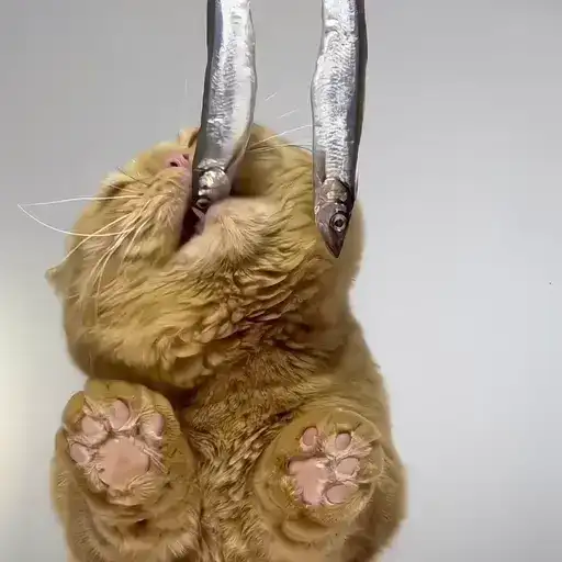 Sticker 🐈‍⬛️