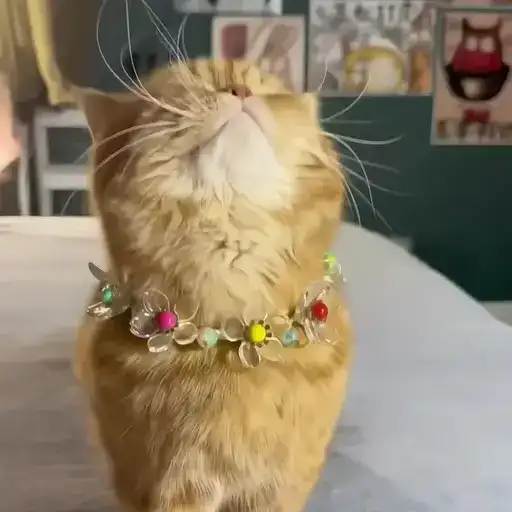 Sticker 🐈‍⬛️