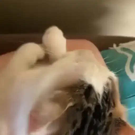 Sticker 🐈‍⬛️