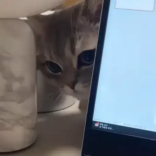 Sticker 🐈‍⬛️