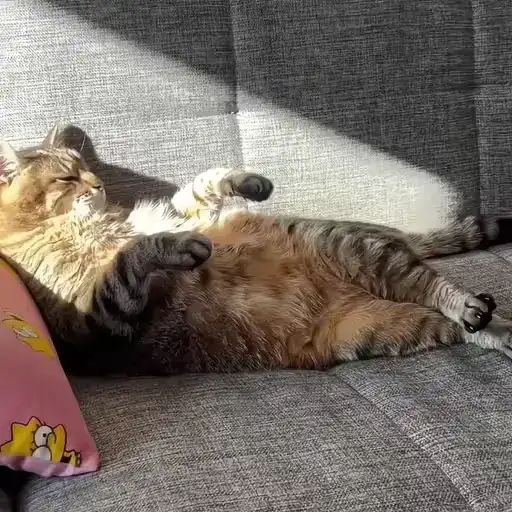 Sticker 🐈‍⬛️