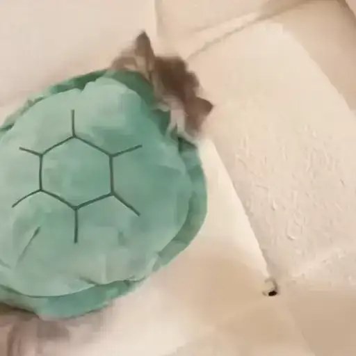 Sticker 🐈‍⬛️