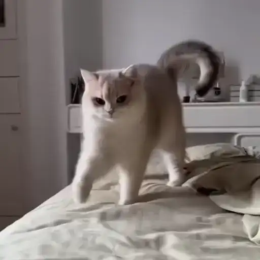 Sticker 🐈‍⬛️