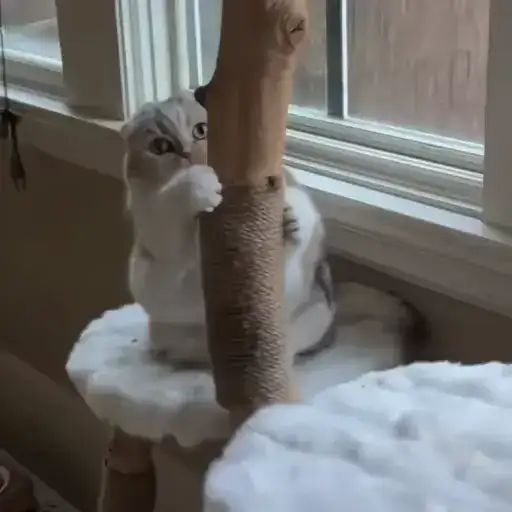 Sticker 🐈‍⬛️