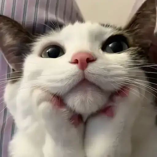 Sticker 🐈‍⬛️