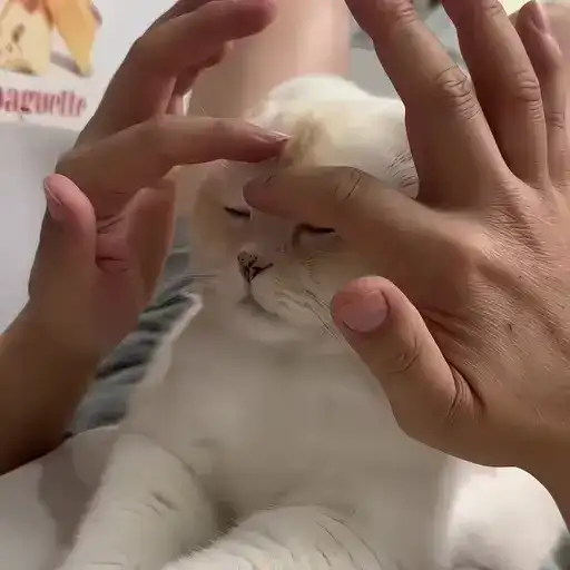 Sticker 🐈‍⬛️