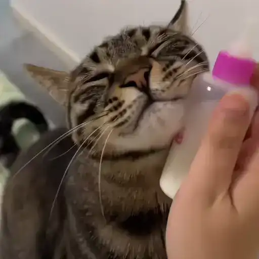 Sticker 🐈‍⬛️