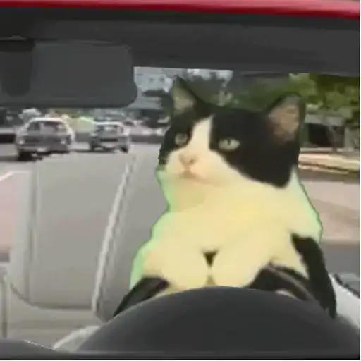 Pussies 🐈 preview