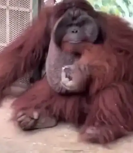 Uh oh 3: Electric Boogaloo preview