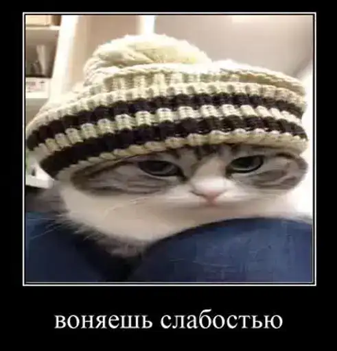 Комару preview