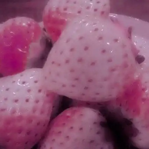 ꒰ 🥧 ꒱  ⁀ 〣 pardofelis preview