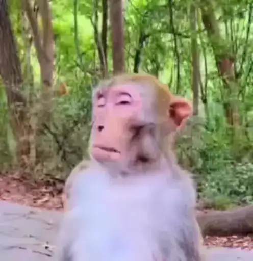 Брад бибизяна preview