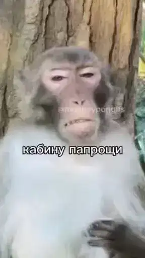 Брад бибизяна preview