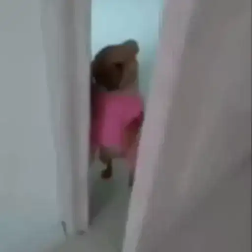 Собачки зена preview