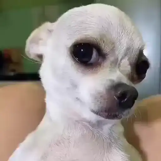 Собачки зена preview