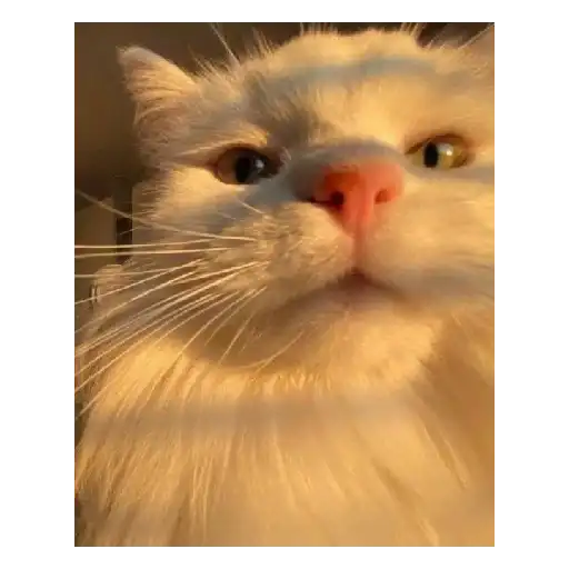 Ржачные животные preview