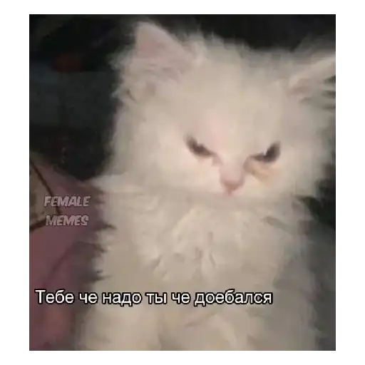 Ржачные животные preview