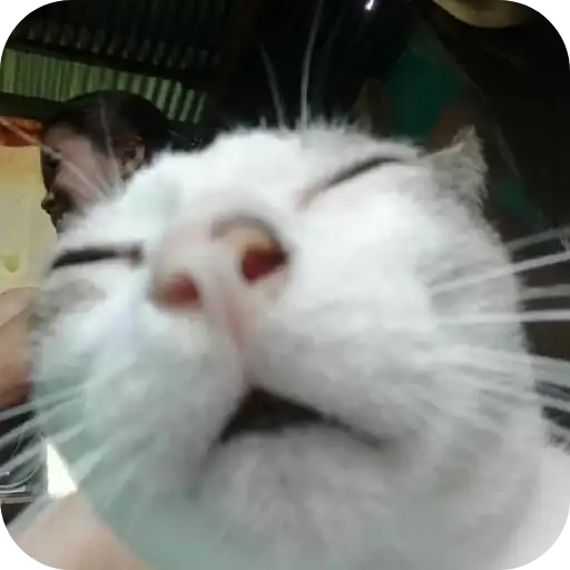 Котятки•Мемасы preview