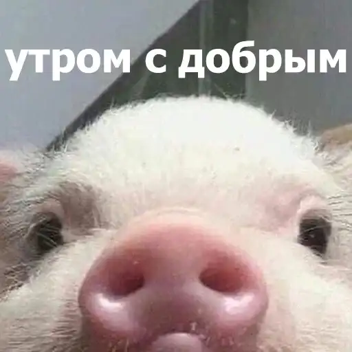 Забавные животные 4 preview