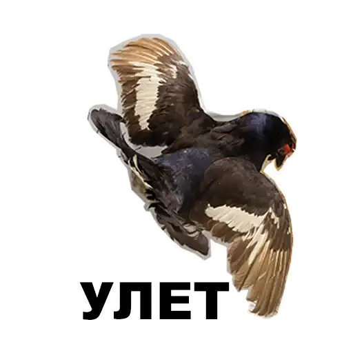 Среда обитания preview