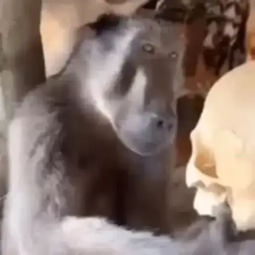 Бибизяны preview