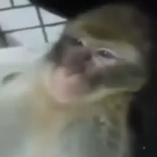 Бибизяны preview