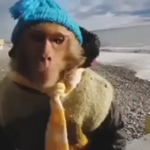 Бибизяны preview