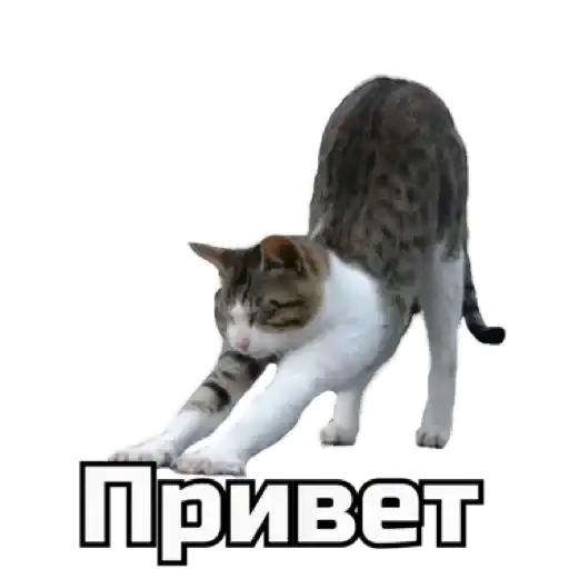 Sticker 🙋‍♀️