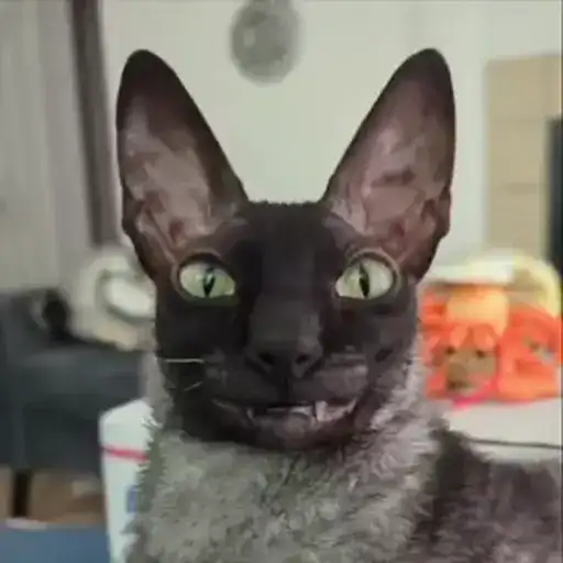 Ядовитии и летучи и котекеее preview