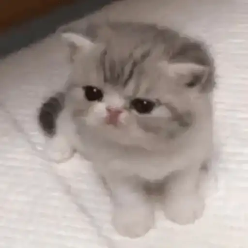 Sticker 🙇‍♀️