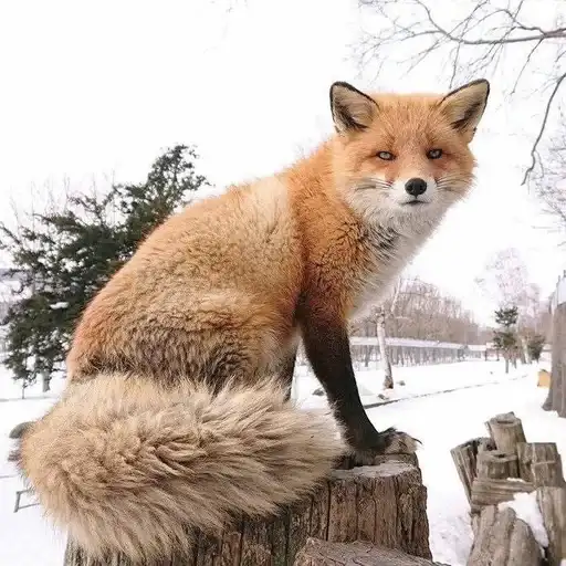 ⋆｡⋆˚🦊Лисички🦊˚⋆｡⋆ preview