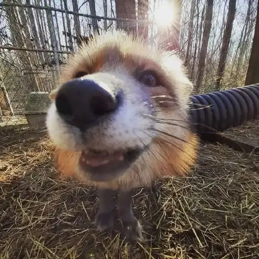 ⋆｡⋆˚🦊Лисички🦊˚⋆｡⋆ preview