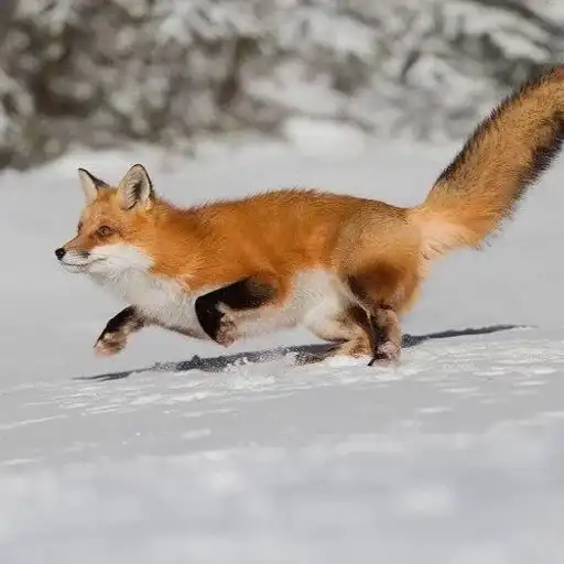 Sticker 🏃‍♀️