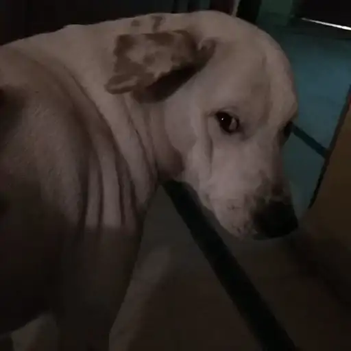 Yet another kang preview