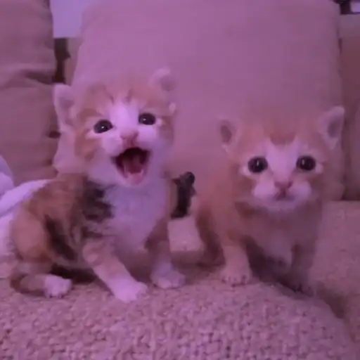 ♡ ° ~ мы или не мы? ~ ° ♡. (от preview